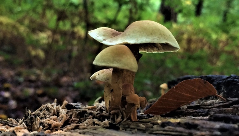 Important Things to Know Regarding Magic Mushrooms